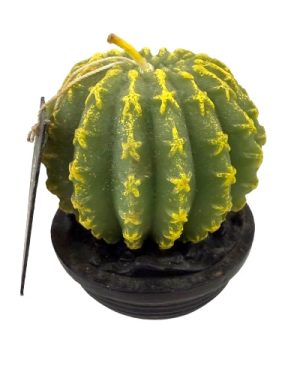 POINT A LA LIGNE MINI CACTUS