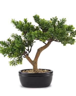 HENRIETTE BONSAI CEDRO
