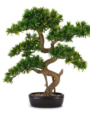 HENRIETTE BONSAI TASSO GIAPPONESE CON VASO CERAMICA
