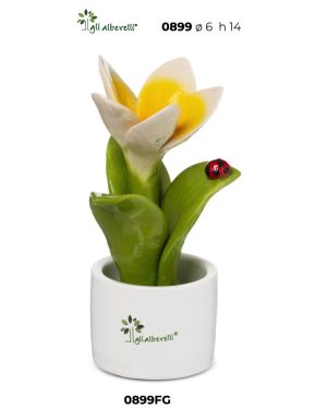 GLI ALBERELLI PIANTINA FRANGIPANE PICCOLA