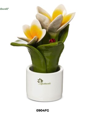 GLI ALBERELLI PIANTINA FRANGIPANE MEDIA