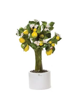 GLI ALBERELLI ALBERO LIMONI